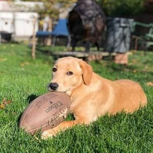 Meet your Posher, Louis